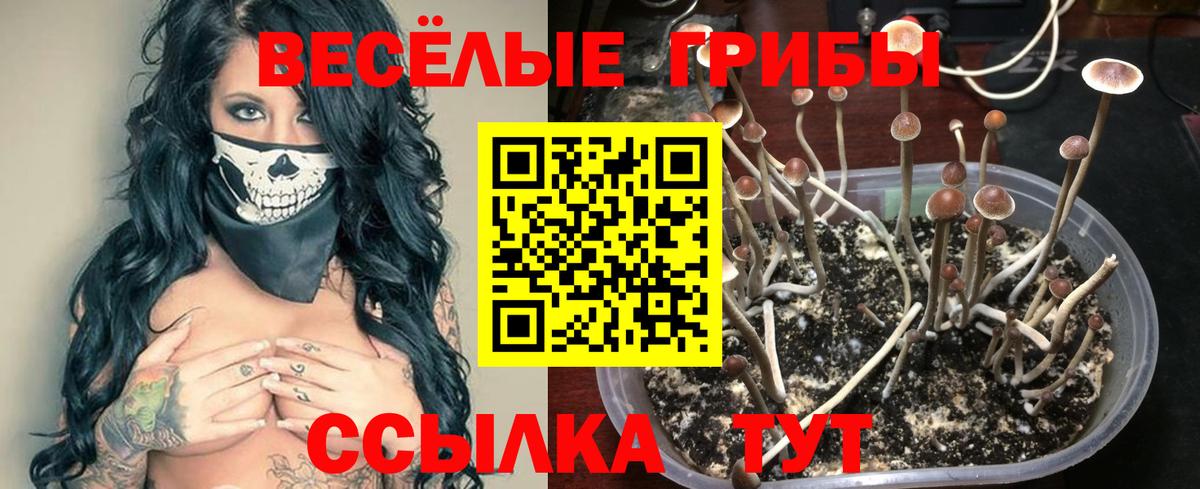 Псилоцибиновые грибы Psilocybine cubensis  Вход с VPN  Галлюциногенные грибы Psilocybine cubensis  Батайск 